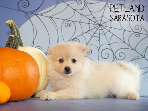 Pomeranian-DOG-Female-Cream-25256-Dream Tails Sarasota, Florida