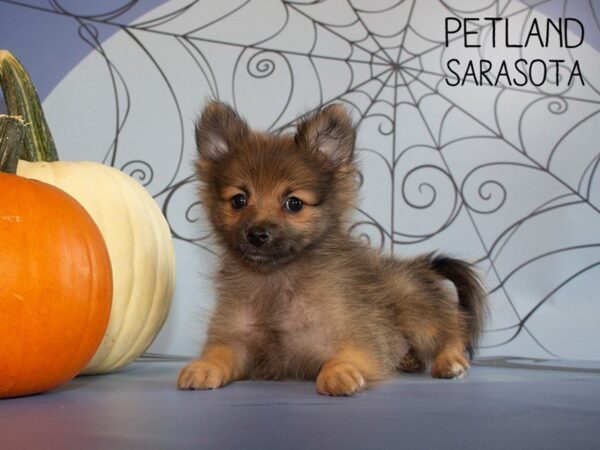 Pomeranian-DOG-Female-Red Sable-25255-Dream Tails Sarasota, Florida