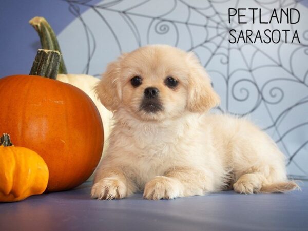 Pekingese-DOG-Male-Cream-25254-Dream Tails Sarasota, Florida
