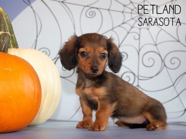 Dachshund-DOG-Female-Black / Tan-25253-Dream Tails Sarasota, Florida