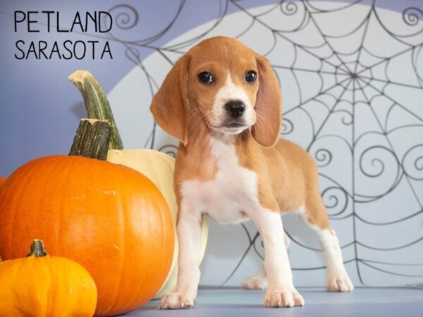 Beagle-DOG-Female-Red / White-25252-Dream Tails Sarasota, Florida