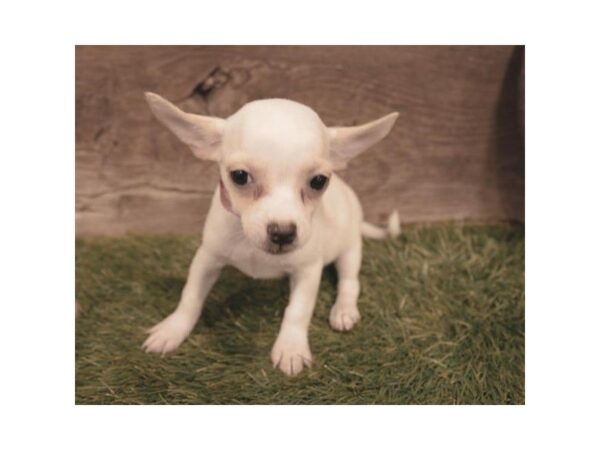 Chihuahua-DOG-Male-Fawn-25283-Dream Tails Sarasota, Florida