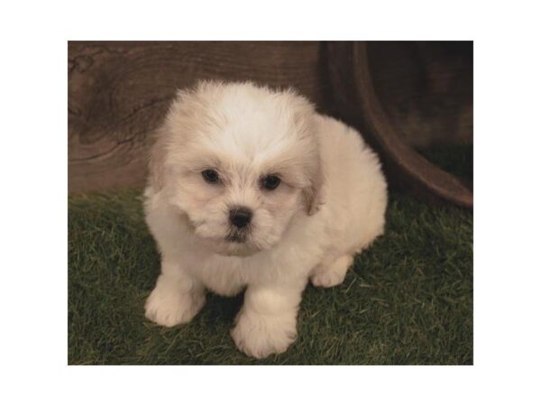 Shihpoo-DOG-Male-Cream-25288-Dream Tails Sarasota, Florida