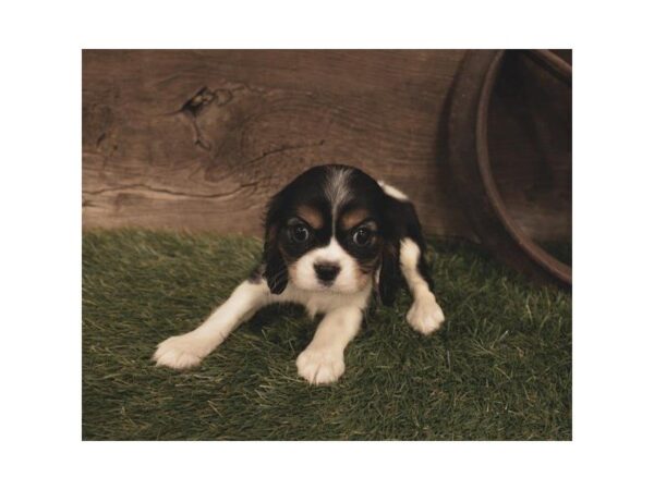 Cavalier King Charles Spaniel-DOG-Female-Black White / Tan-25282-Dream Tails Sarasota, Florida