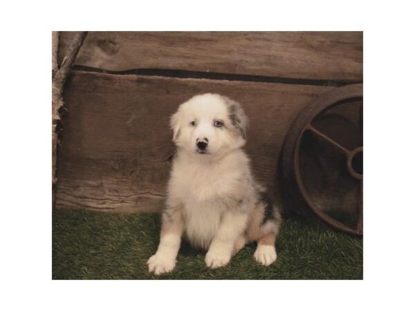 Australian Shepherd-DOG-Male-Blue Merle-25280-Dream Tails Sarasota, Florida
