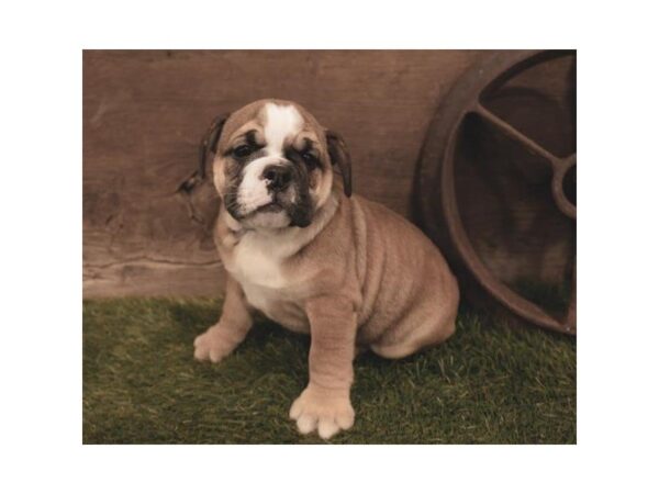 English Bulldog-DOG-Male-Red-25281-Dream Tails Sarasota, Florida