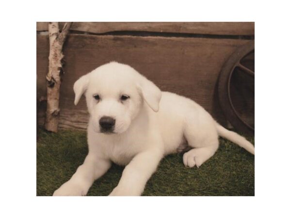 Akita-DOG-Male-White-25279-Dream Tails Sarasota, Florida