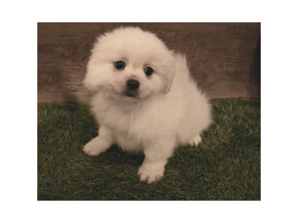 PomShi-DOG-Male-Cream-25287-Dream Tails Sarasota, Florida