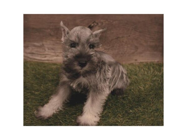 Miniature Schnauzer-DOG-Male-Salt / Pepper-25284-Dream Tails Sarasota, Florida