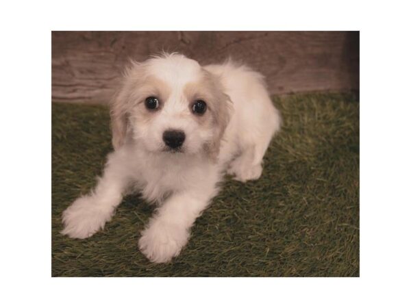 Cavachon-DOG-Female-Blenheim-25286-Dream Tails Sarasota, Florida