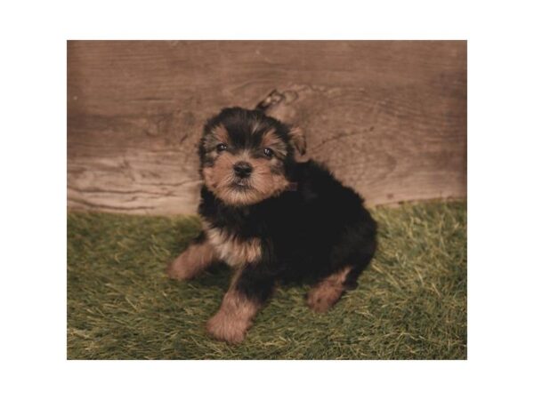 Yorkshire Terrier-DOG-Male-Black / Tan-25285-Dream Tails Sarasota, Florida