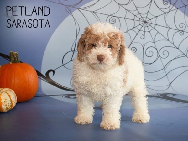 Cockapoo 2nd Generation-DOG-Female-RED WHITE-25277-Dream Tails Sarasota, Florida