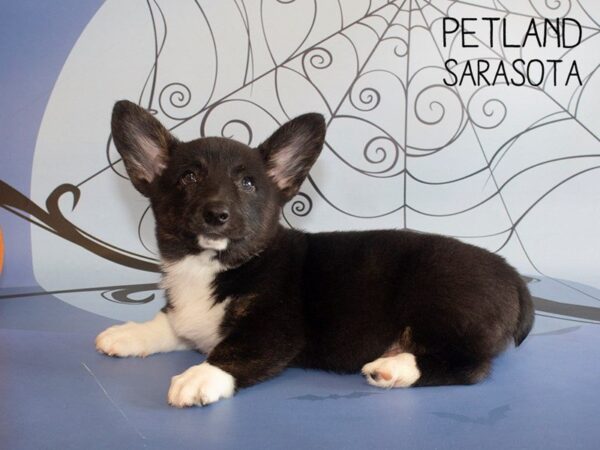 Pembroke Welsh Corgi-DOG-Female-BLK WHITE-25276-Dream Tails Sarasota, Florida