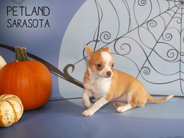 Chihuahua-DOG-Female-choc white-25275-Dream Tails Sarasota, Florida