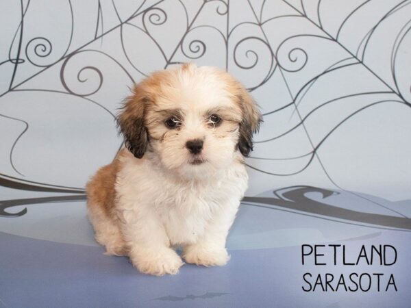 Teddy Bear-DOG-Female-Brown White-25274-Dream Tails Sarasota, Florida