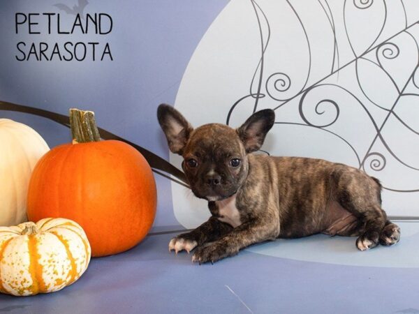 Frenchton-DOG-Male-BRINDLE-25273-Dream Tails Sarasota, Florida