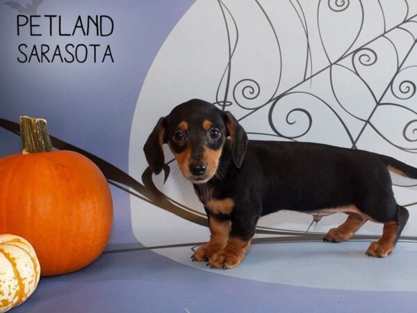 Dachshund-DOG-Male-BLK TAN-25272-Dream Tails Sarasota, Florida