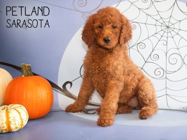 Standard Poodle-DOG-Female-Red-25271-Dream Tails Sarasota, Florida