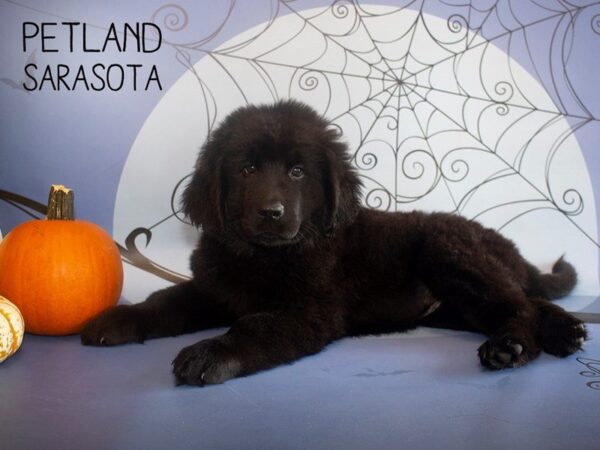 Newfoundland-DOG-Female-Black-25270-Dream Tails Sarasota, Florida