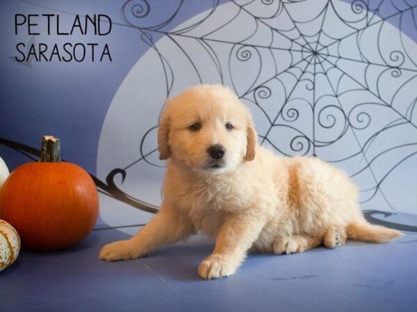 Golden Retriever-DOG-Female-Golden-25269-Dream Tails Sarasota, Florida