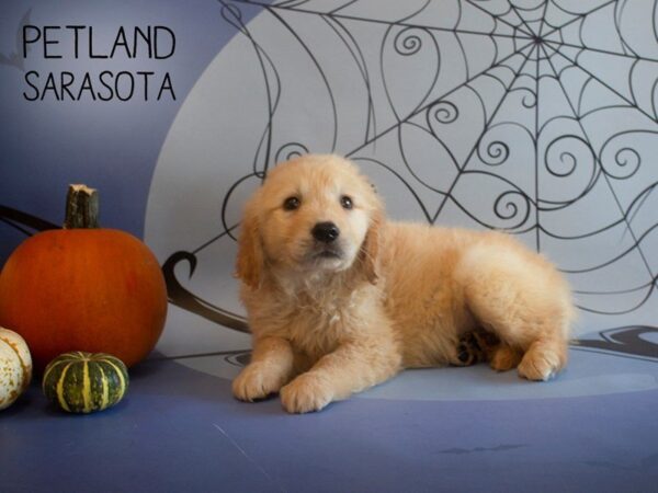 Golden Retriever-DOG-Male-Golden-25266-Dream Tails Sarasota, Florida