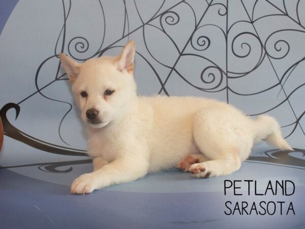 Shiba Inu-DOG-Male-Cream-25267-Dream Tails Sarasota, Florida