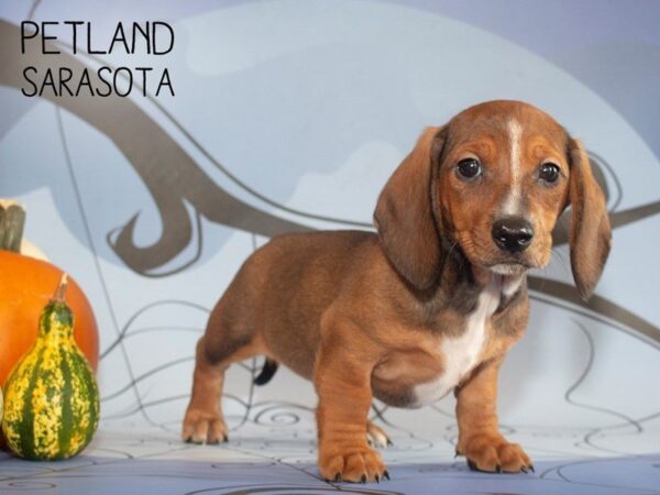 Dachshund-DOG-Male-Red-25298-Dream Tails Sarasota, Florida