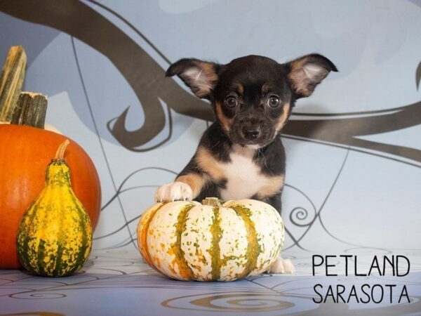 Chihuahua-DOG-Male-BLK TAN-25297-Dream Tails Sarasota, Florida