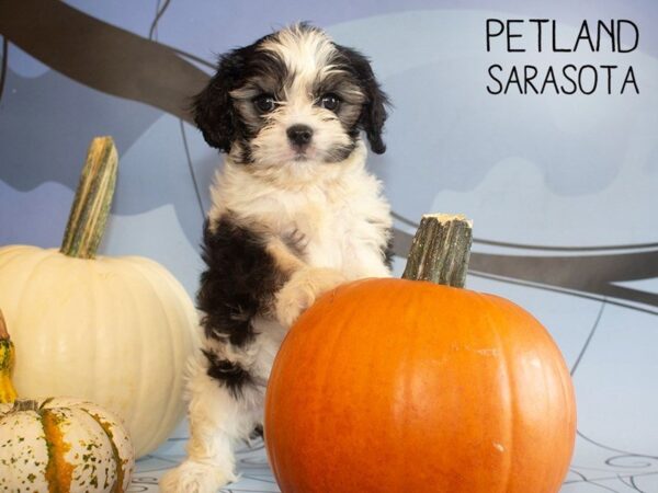 Cavapoo-DOG-Male-TRI-25296-Dream Tails Sarasota, Florida