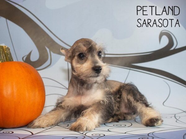Miniature Schnauzer-DOG-Female-SALT PEPPER-25295-Dream Tails Sarasota, Florida
