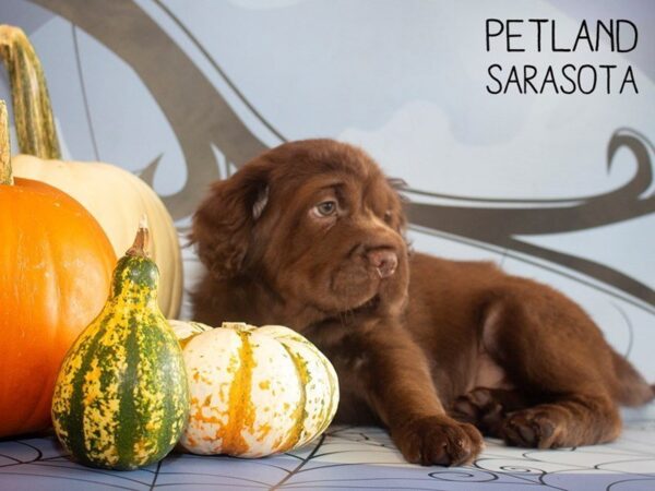 Miniature Hippo-DOG-Female-CHOC-25293-Dream Tails Sarasota, Florida