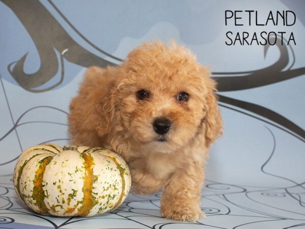 Bichonpoo-DOG-Male-RED-25292-Dream Tails Sarasota, Florida