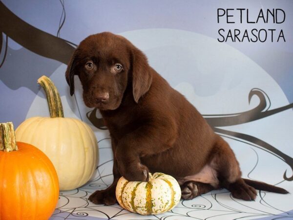 Labrador Retriever-DOG-Male-Chocolate-25290-Dream Tails Sarasota, Florida