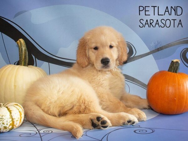 Golden Retriever-DOG-Female-Golden-25289-Dream Tails Sarasota, Florida