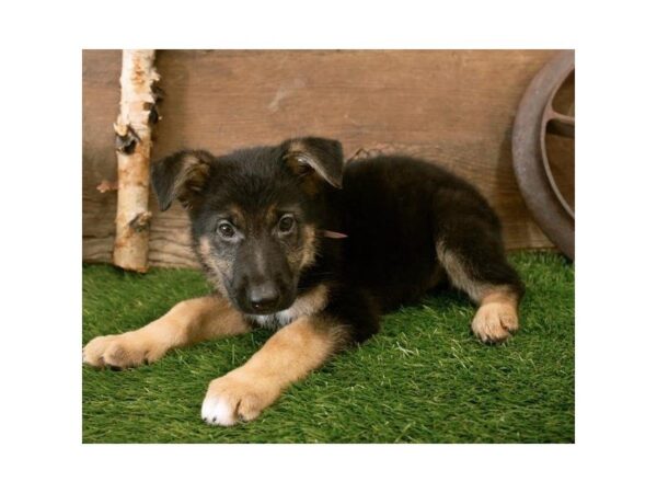 German Shepherd-DOG-Male-Black / Tan-25305-Dream Tails Sarasota, Florida