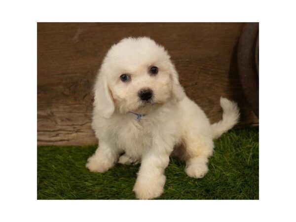 Bichon Frise-DOG-Male-White-25299-Dream Tails Sarasota, Florida