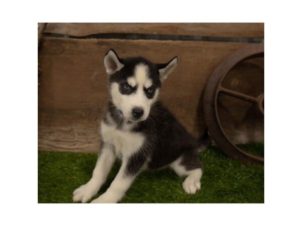 Siberian Husky-DOG-Female-Black / White-25302-Dream Tails Sarasota, Florida