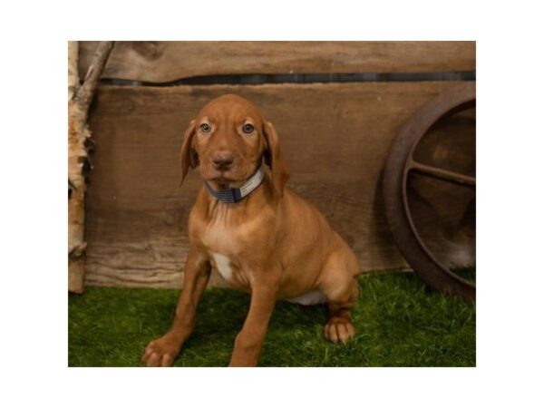 Vizsla-DOG-Female-Red-25303-Dream Tails Sarasota, Florida