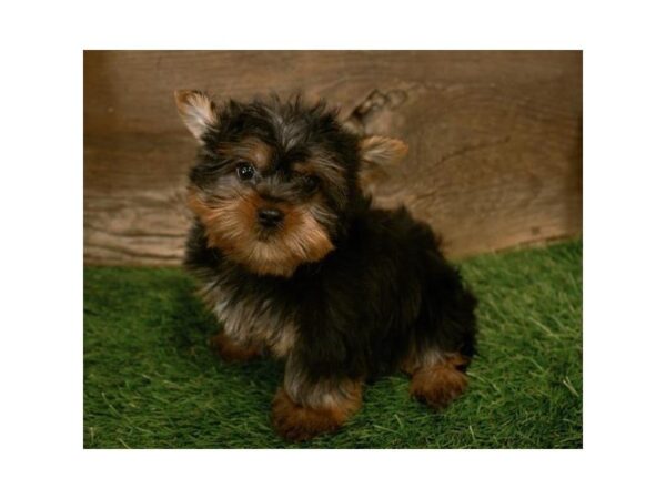 Yorkshire Terrier-DOG-Male-Black / Tan-25304-Dream Tails Sarasota, Florida