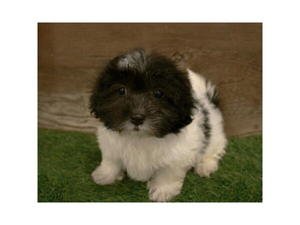 Shihpoo-DOG-Female-Black / White-25306-Dream Tails Sarasota, Florida