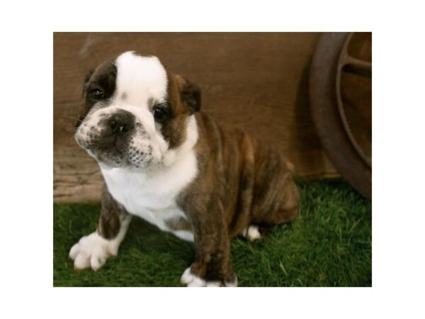 English Bulldog-DOG-Male-Brindle / White-25300-Dream Tails Sarasota, Florida