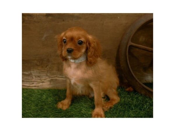 Cavalier King Charles Spaniel-DOG-Male-Ruby-25301-Dream Tails Sarasota, Florida