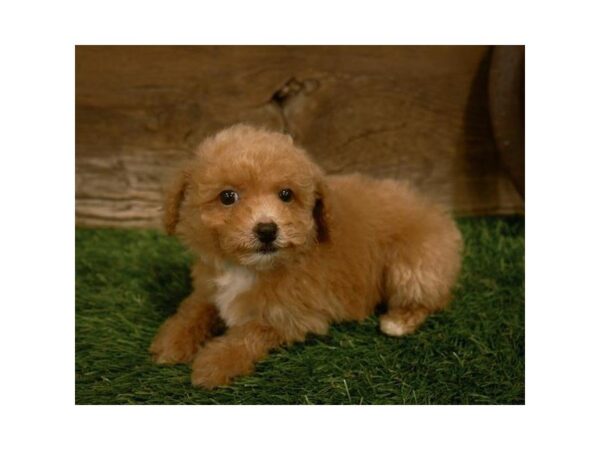 Maltipoo-DOG-Male-Apricot-25307-Dream Tails Sarasota, Florida