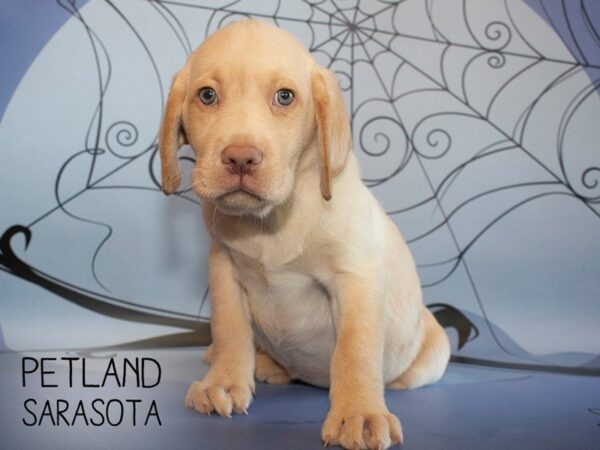 Labrador Retriever-DOG-Male-Yellow-25308-Dream Tails Sarasota, Florida