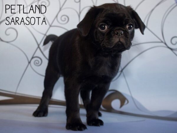 Pug-DOG-Male-BLACK-25315-Dream Tails Sarasota, Florida