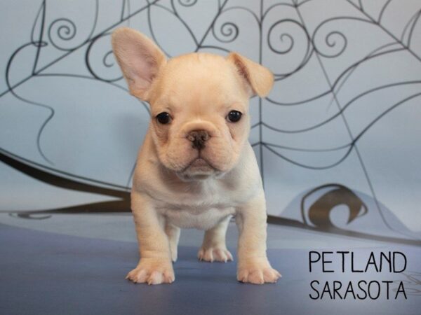 French Bulldog-DOG-Male-Cream-25316-Dream Tails Sarasota, Florida