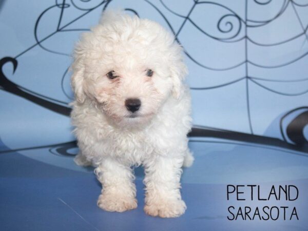 Bichon Frise-DOG-Male-White-25314-Dream Tails Sarasota, Florida