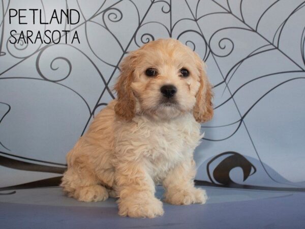 Cavachon-DOG-Male-RED WHITE-25313-Dream Tails Sarasota, Florida