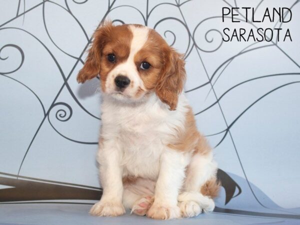 Cavalier King Charles Spaniel-DOG-Male-BLENHEIM-25312-Dream Tails Sarasota, Florida