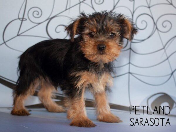 Yorkshire Terrier-DOG-Male-BLK TAN-25311-Dream Tails Sarasota, Florida